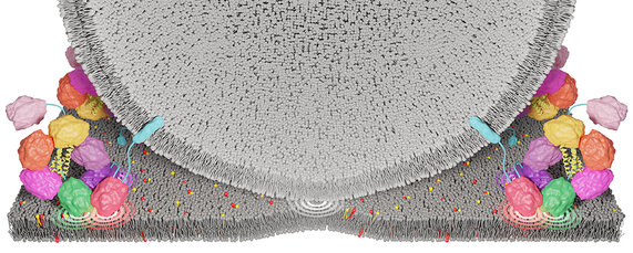 Picture for Press release "Congenital deafness – Researchers at Göttingen Campus decipher structure and function of a key hearing protein"