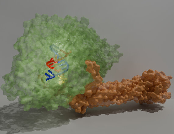 Link to Press Release regarding the subject "Molecular 3D structure of viral copying machine deciphered"