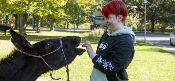 Das Bild zeigt eine junge Patientin, die gerade im Rahmen der Tiergestützten Therapie der Universitätsmedizin Göttingen einen Esel mit einer Karotte füttert. Während die Patienten den Esel freudig anlächelt, schaut dieser verschmitzt in die Kamera.