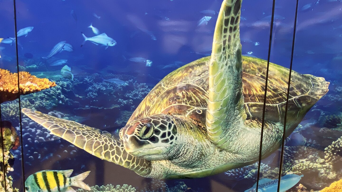 Das Bild zeigt eine große Schildkröte in einem neu gestalteten OP-Saal der Universitätsmedizin Göttingen. Der OP wurde durch den FundraisingFonds "Extra" mit freien Spenden in eine bunte Unterwasserwelt verwandelt.