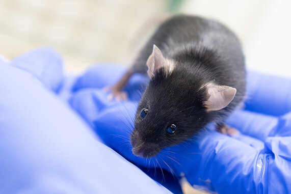 Picture for presse release "New animal model provides important insights into the development of chronic muscle inflammation"